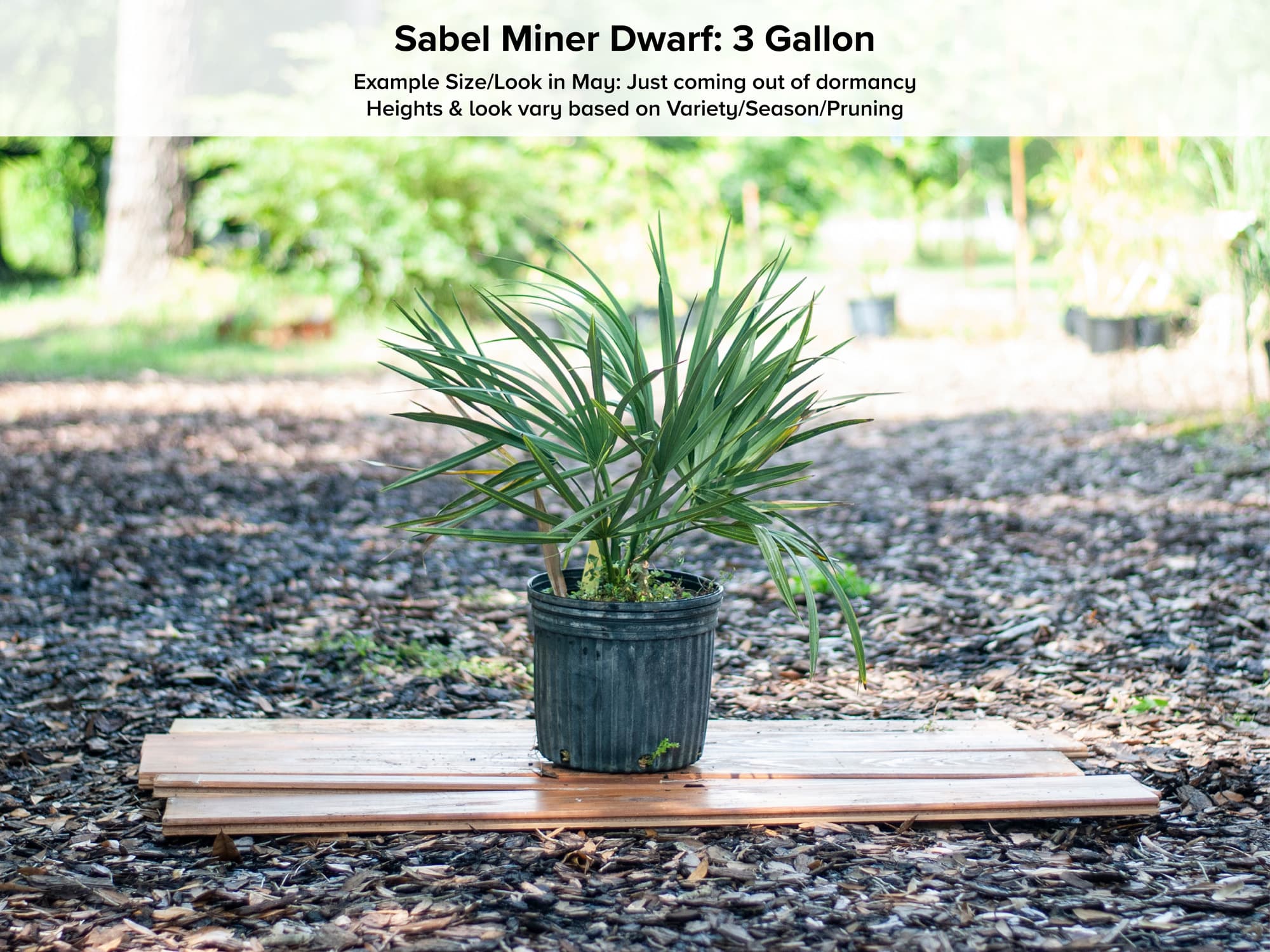 Sabel Miner Dwarf Palmetto
