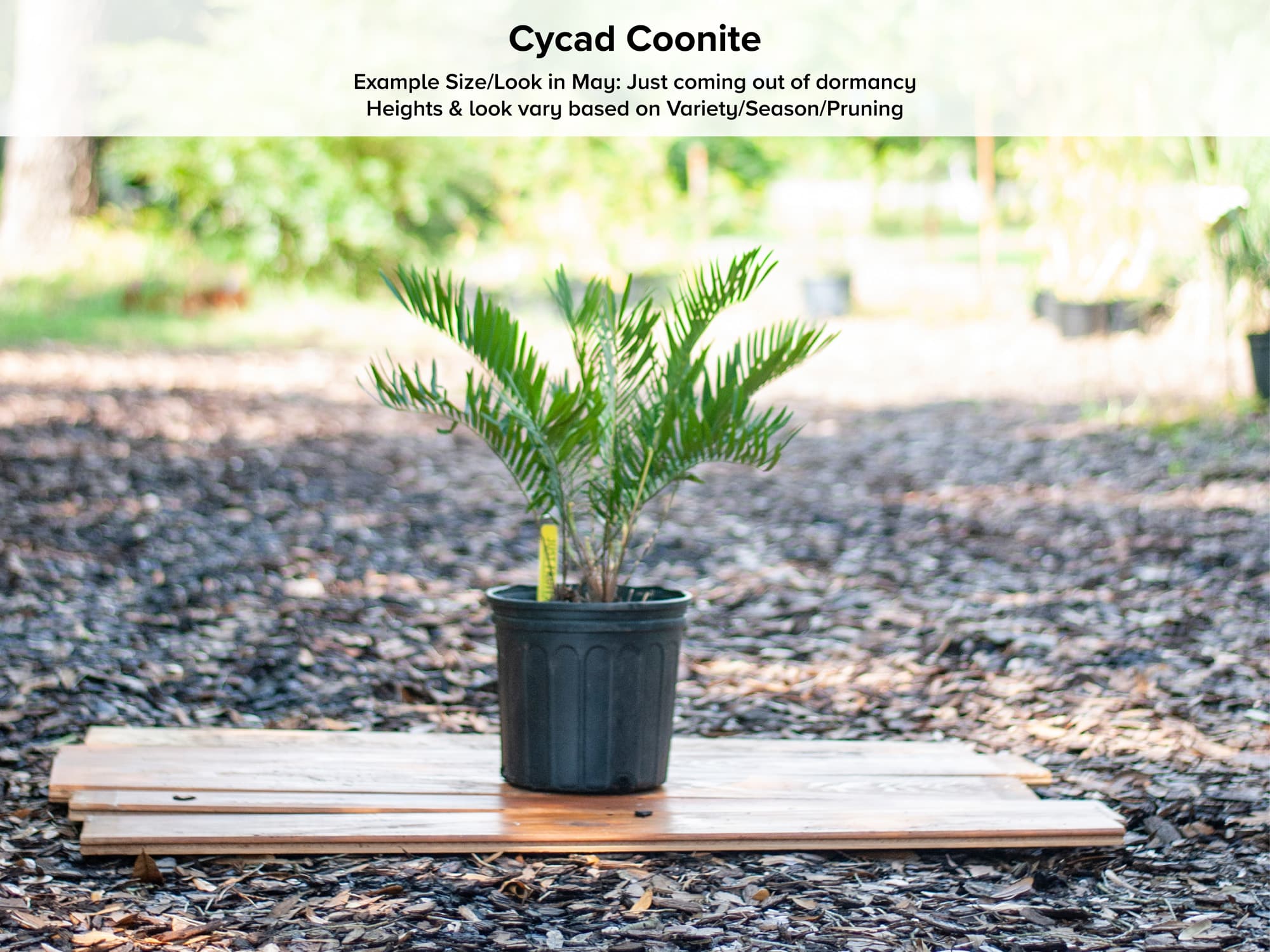 Coontie Cycad Plant