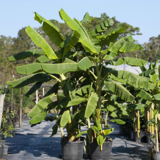 Ice Cream “Blue Java” Banana Plant • Just Fruits and Exotics