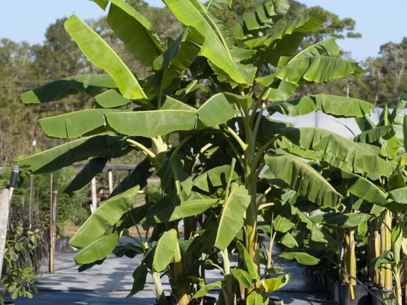 blue java banana tree