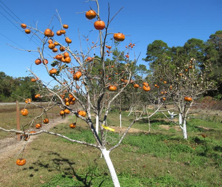 Tamopan Persimmon Tree • Just Fruits and Exotics