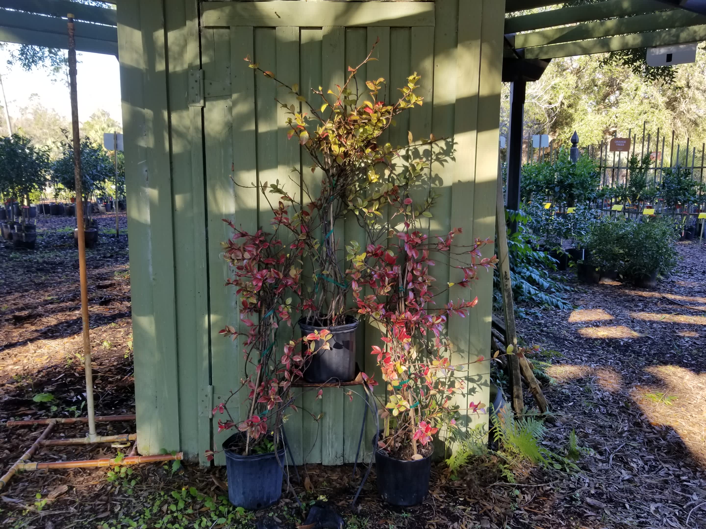 Variegated Confederate Jasmine Vine