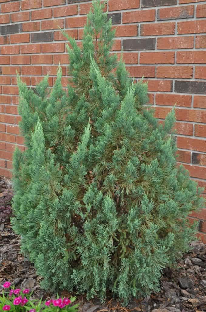 Blue Point Juniper Tree