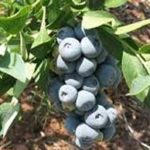 Blueberry-Krewer-sjpg