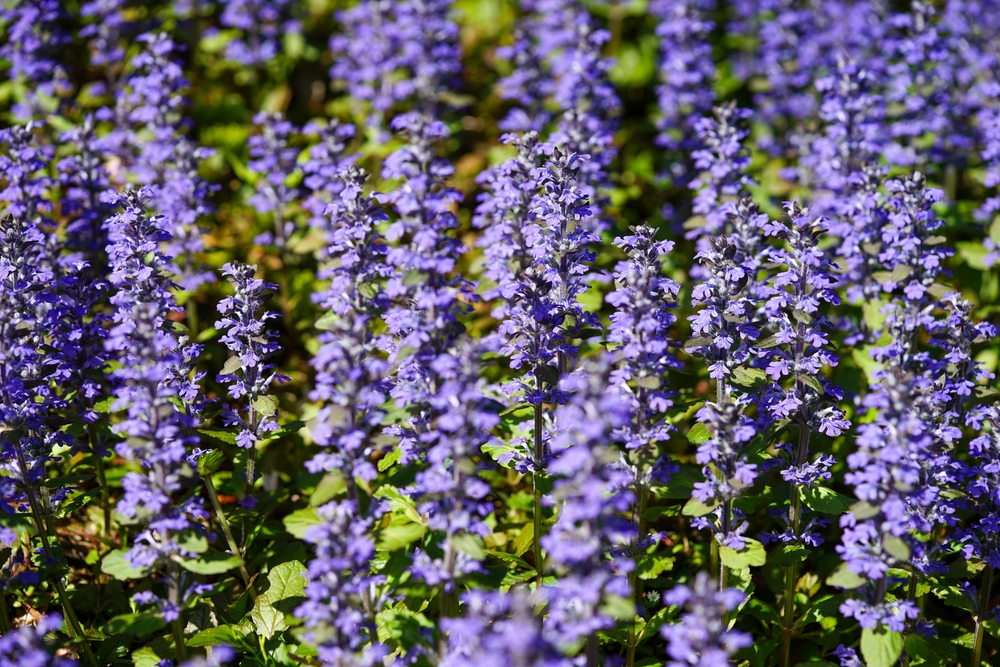 Ground Covers as Mulch Alternatives Just Fruits and Exotics Florida