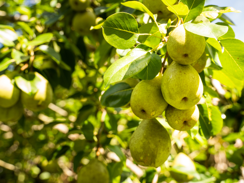 Livin’ On a Pear: All About Pear Season