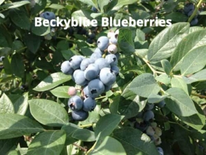 Fall Gardening Tips beckyblue blueberries