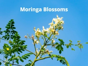 moringa bloom
