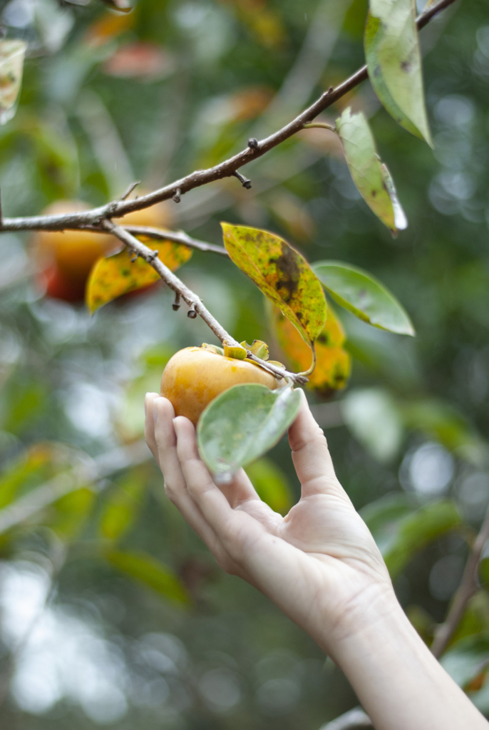 All About Persimmons