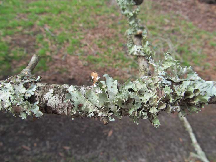 Lichen growing on fruit trees