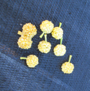 Mandarin Melon Berry Male Flowers