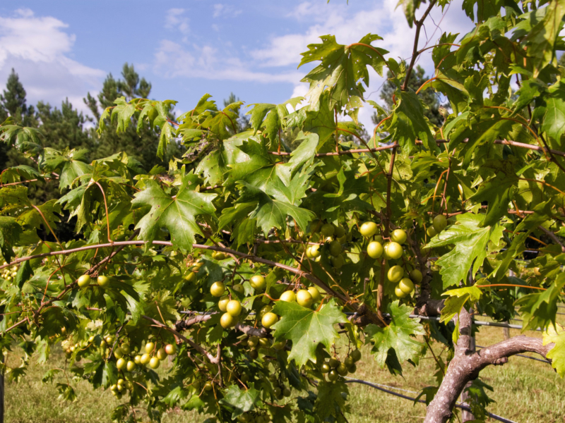 Achieve “Grapeness” This Grape Season