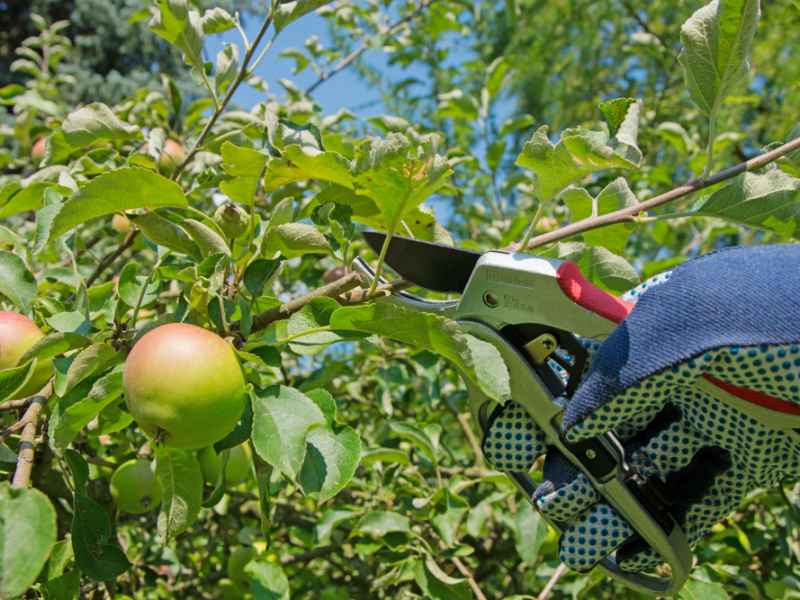 It’s Time to Prune and Mulch Your Fruit Trees!!