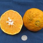 Shiranui Tangerine