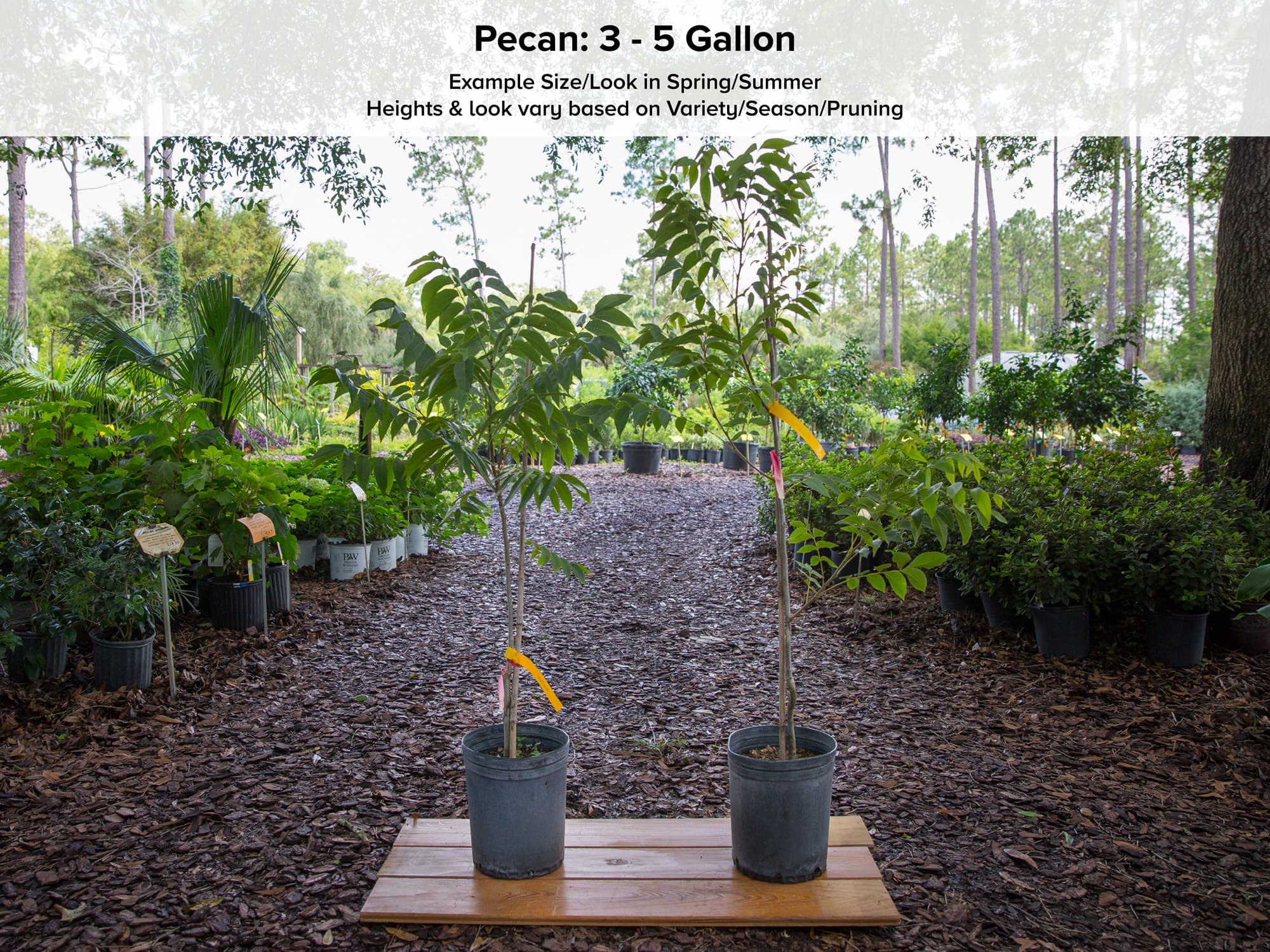 Stuart Pecan Tree • Just Fruits and Exotics