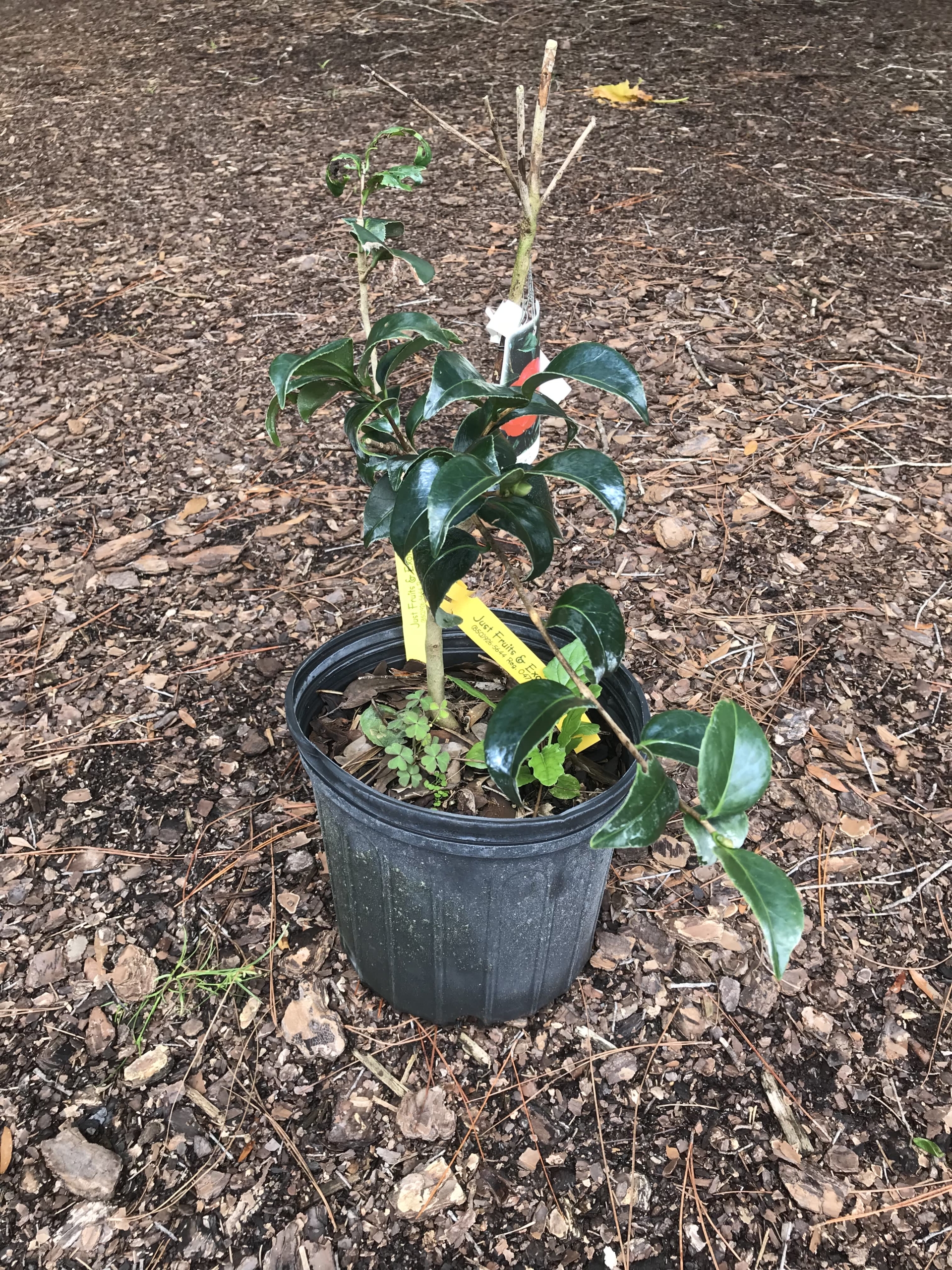 Don Mac Camellia (Dark Red)