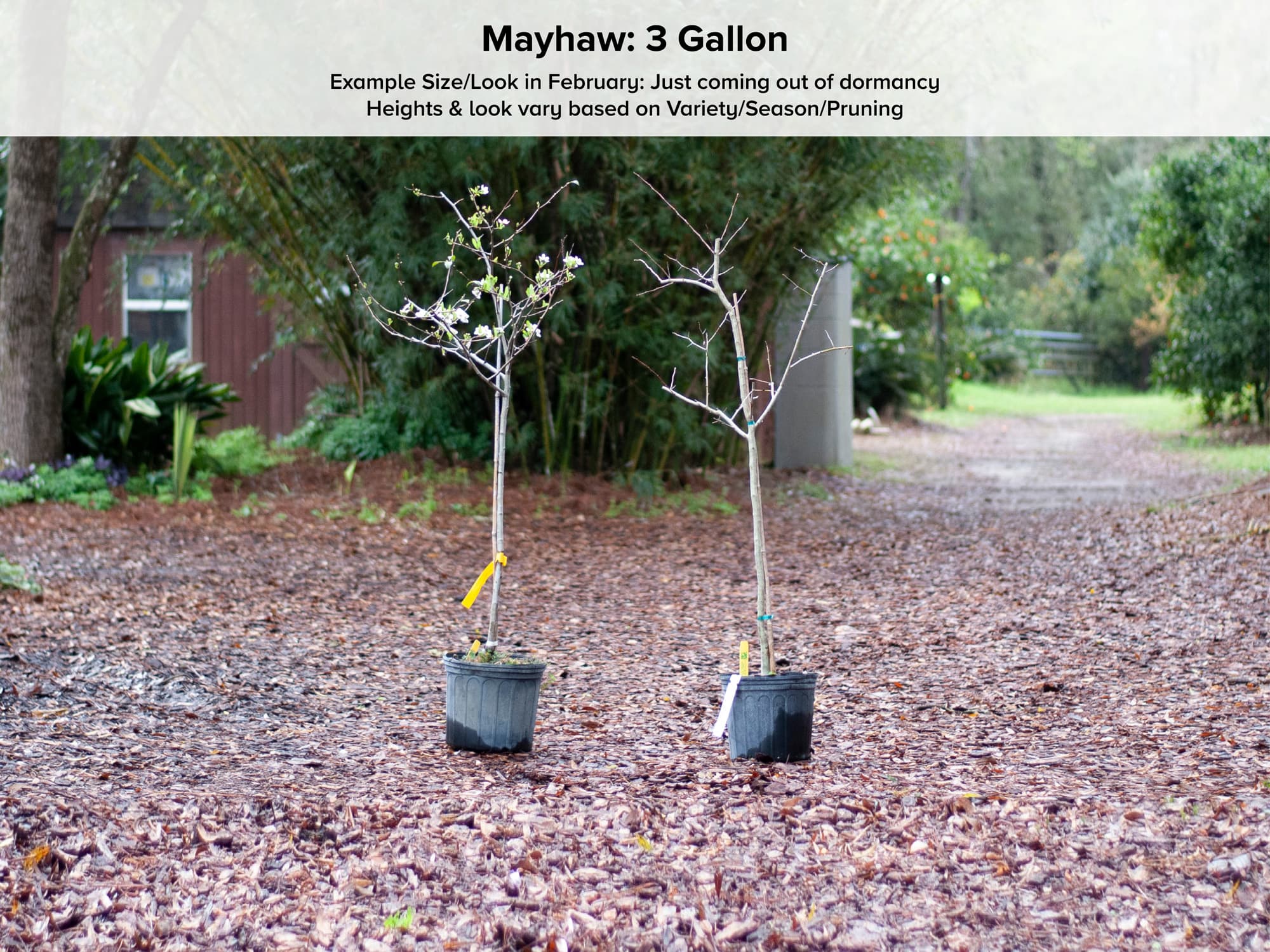 Red Champ Mayhaw Tree