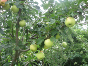 Dorsett Golden Apple Fruit on Tree