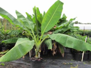 Cliff Banana Plant