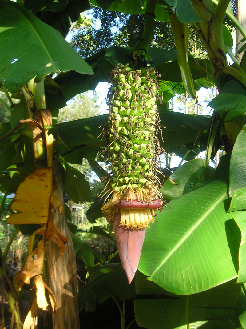 Bananas Add Some Tropical To Your Garden Just Fruits And Exotics