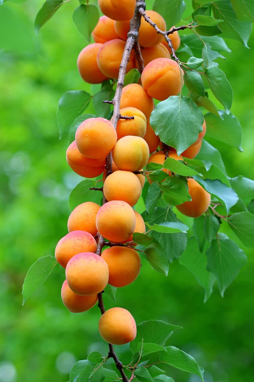Blenheim Apricot Tree