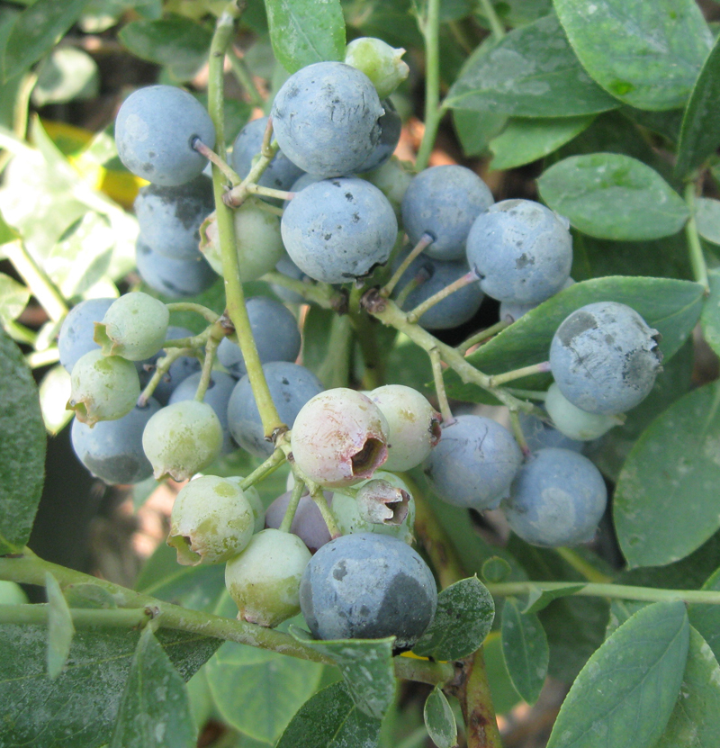 Powderblue Blueberry Fruit