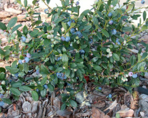 Sunshine Blueberry Fruit