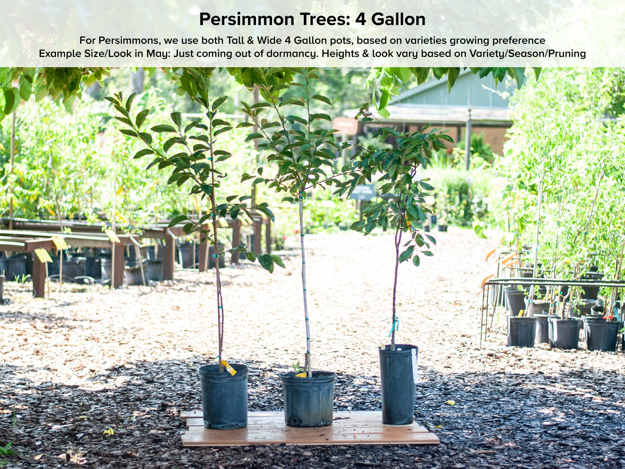 Inchon Persimmon Tree