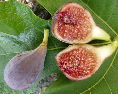 Celeste Fig Tree — Just Fruits and Exotics.