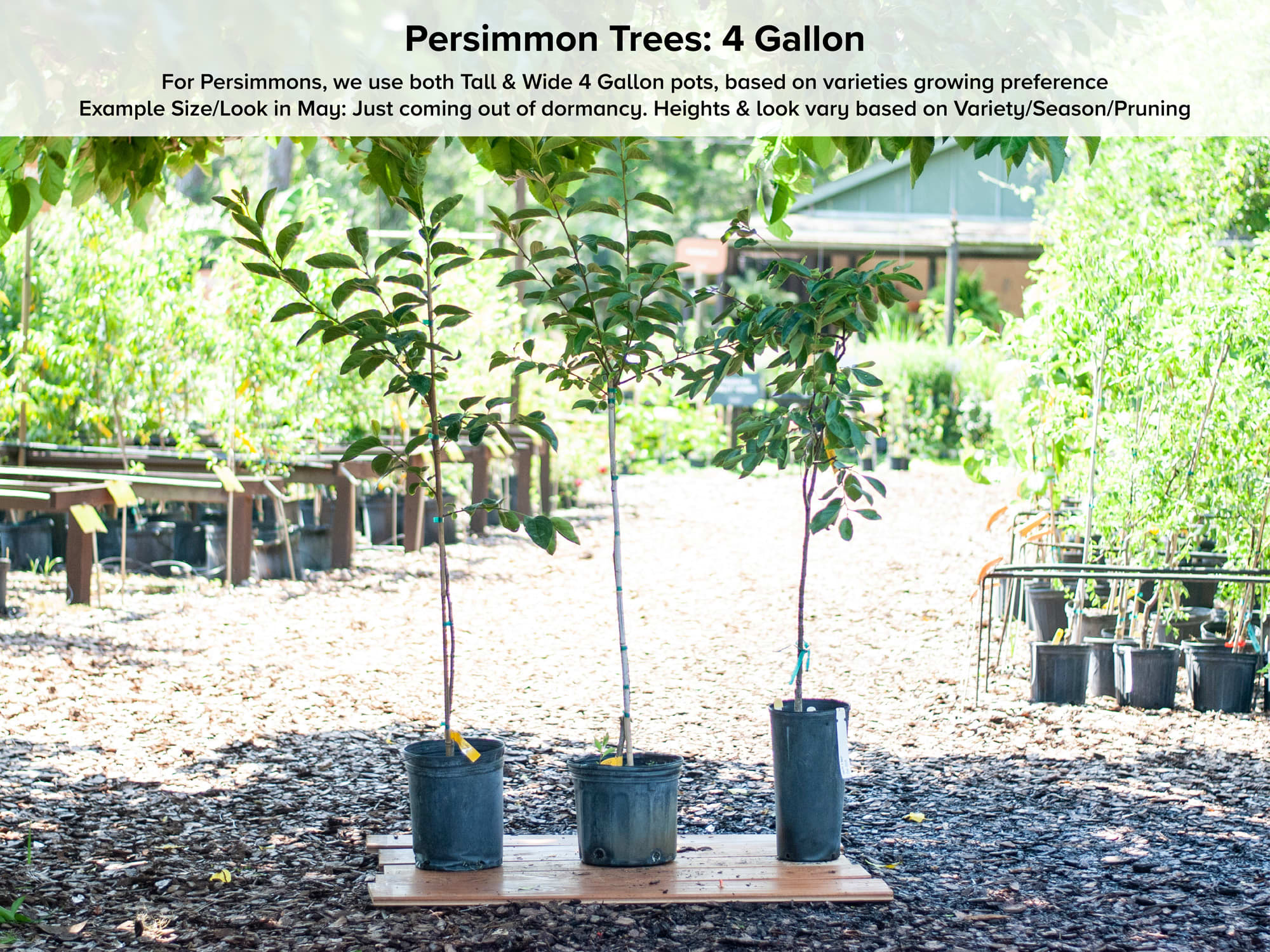 1 fuyu persimmons tree 2-3 ft fruit trees home garden live plants trees.