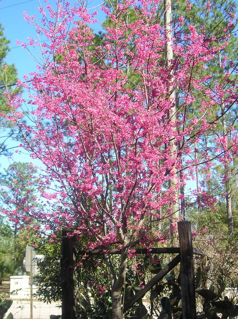 Taiwan Cherry Flowering Tree