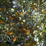 Meiwa Kumquat Fruit on Tree