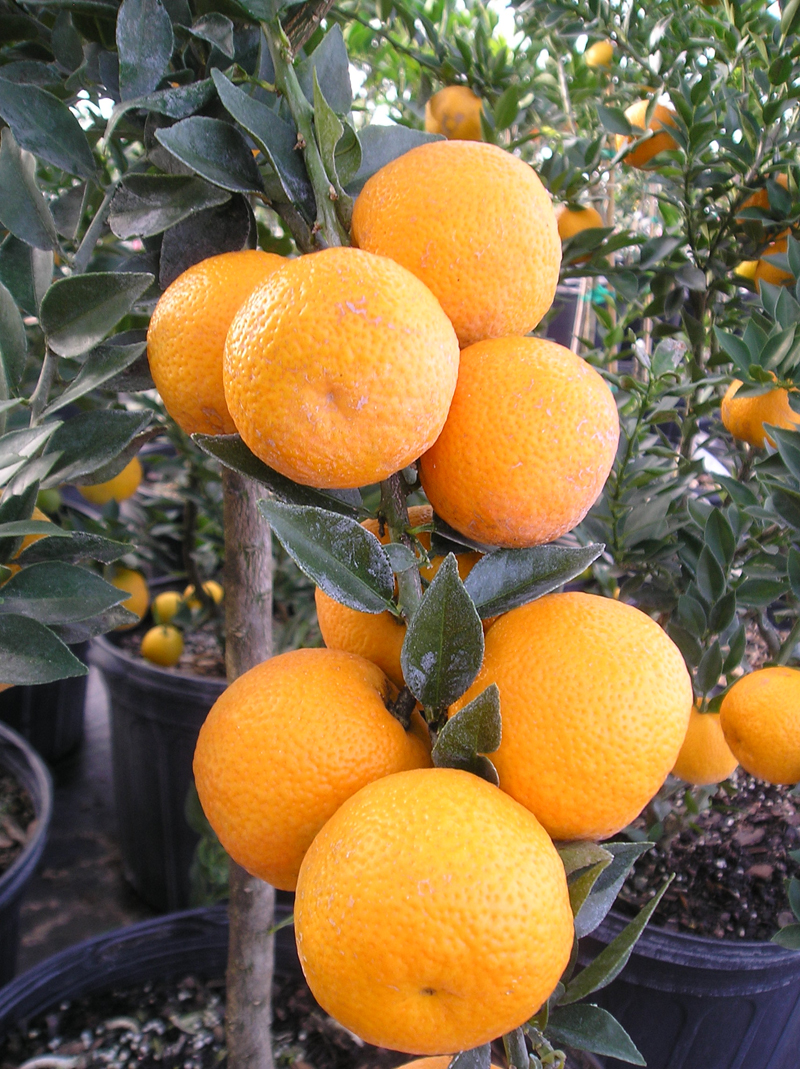 Chinotto Orange Tree