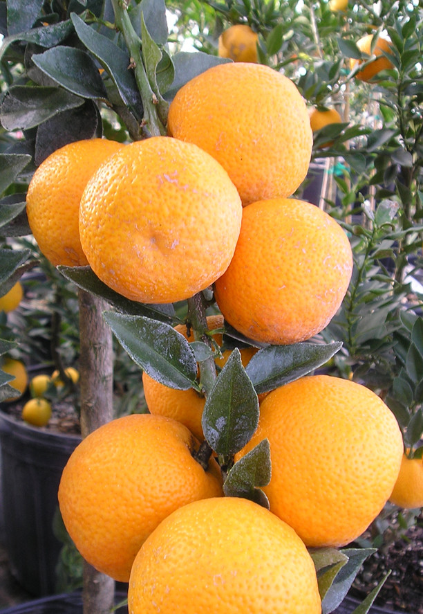 Citrus Orange Chinotto