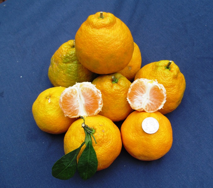 Xie Shan Satsuma Tangerine