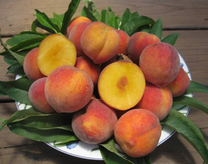 crimson rocket peach