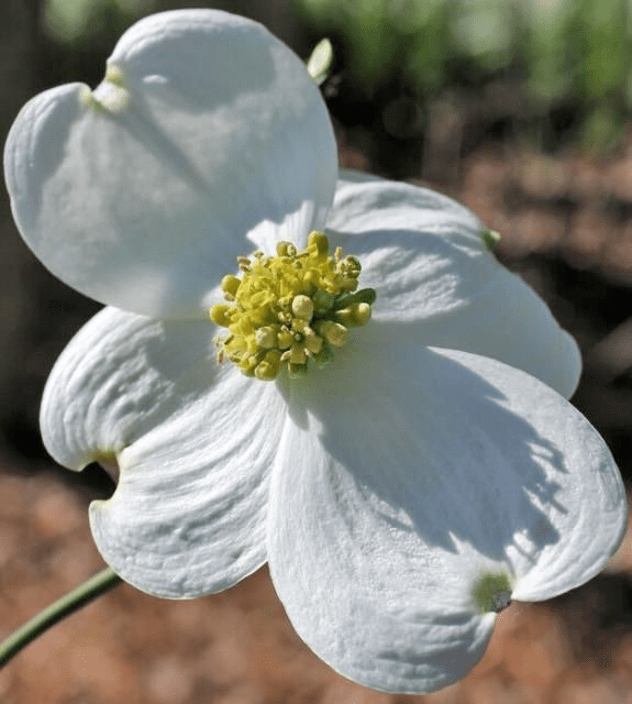 Florida Dogwood Tree, Cherokee Princess