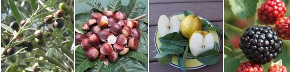 Choosing the Right Fruit Tree Variety