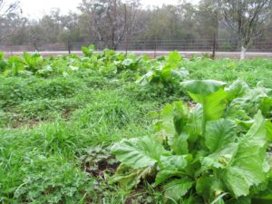 Mustard Greens in the Orchard