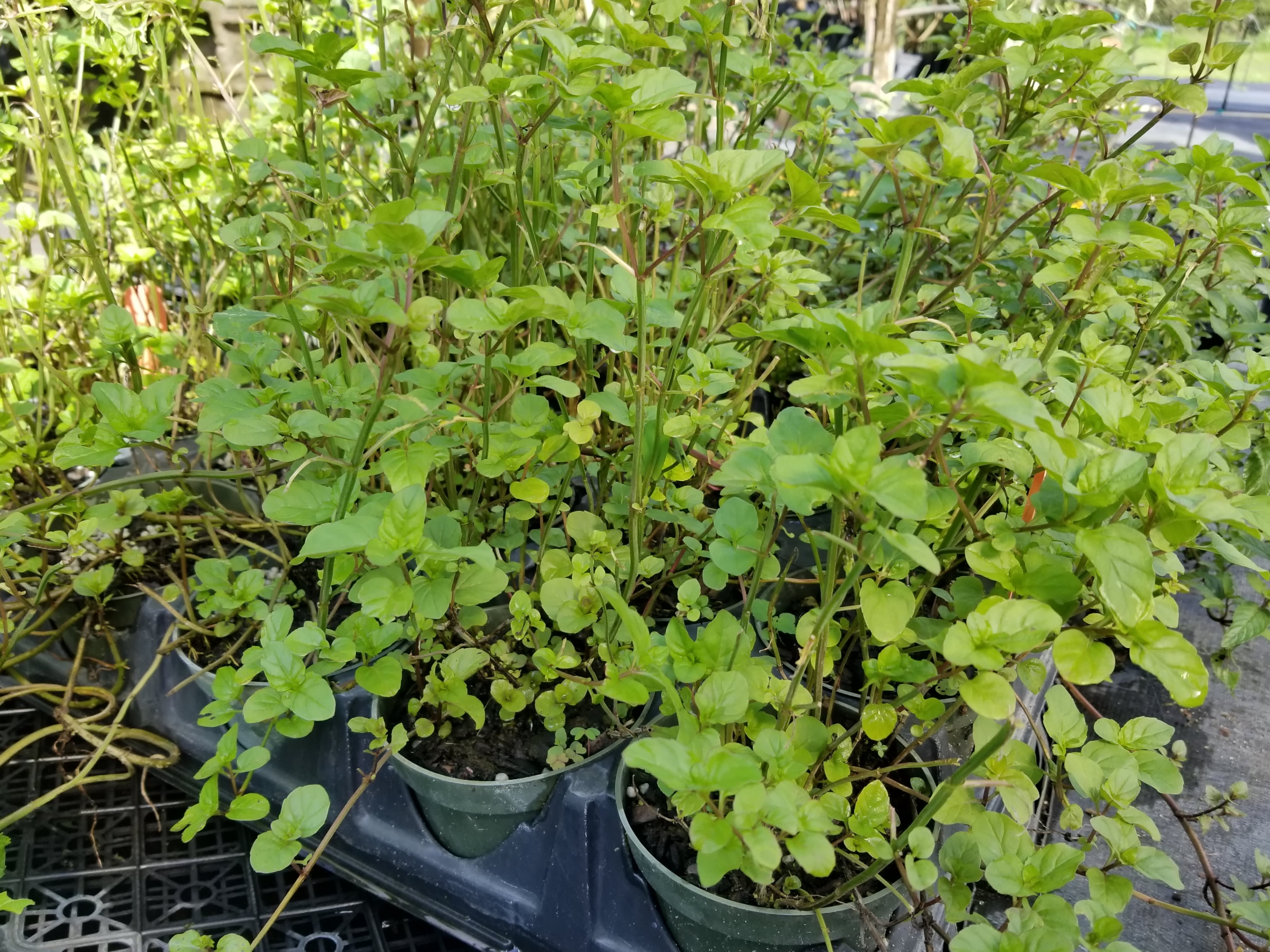 Orange Mint Plant