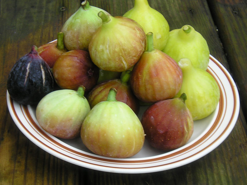 Enjoy Tree Ripened Figs