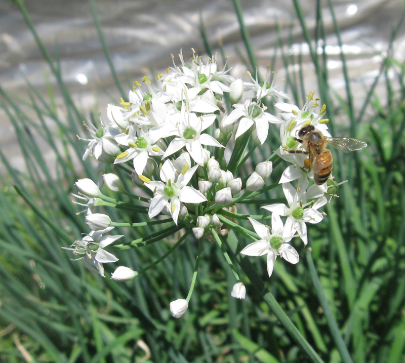 Garlic Chives Bloomand Bee