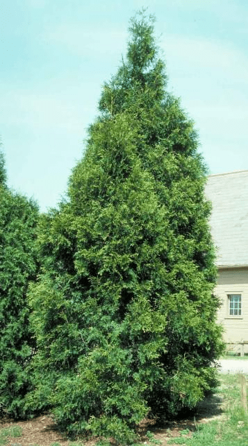 Green Giant Thuja
