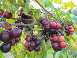 Supreme Muscadine Grape