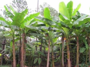 Growing Bananas in the United States