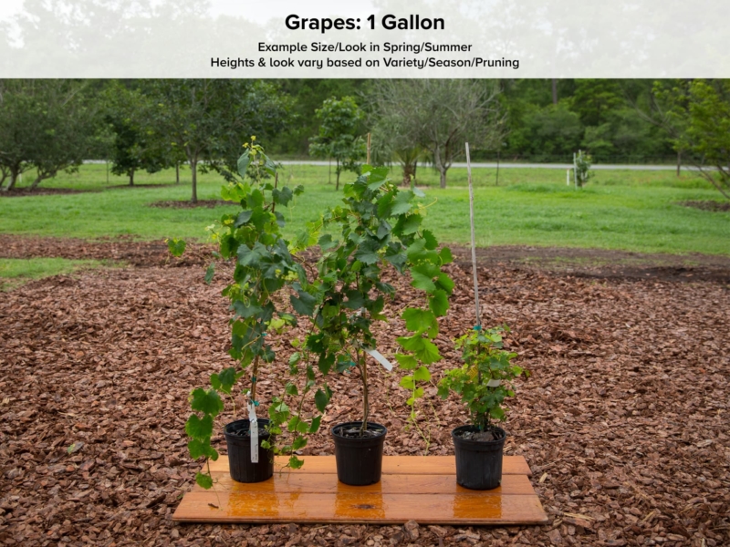 Live Plant Size Southern Home Muscadine Grape Vine 3-4 ft. 