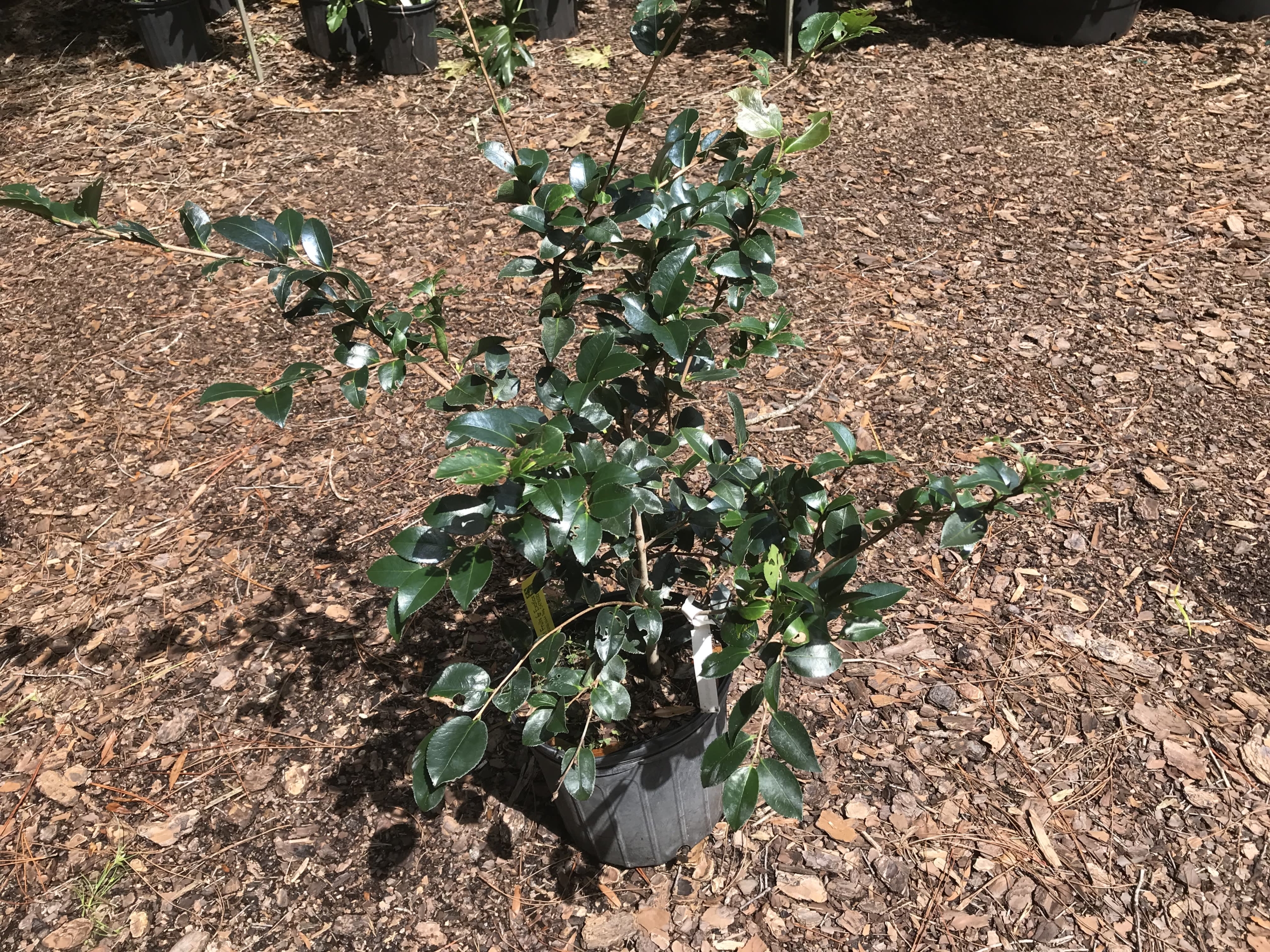Northern Lights Camellia (White & Pink)