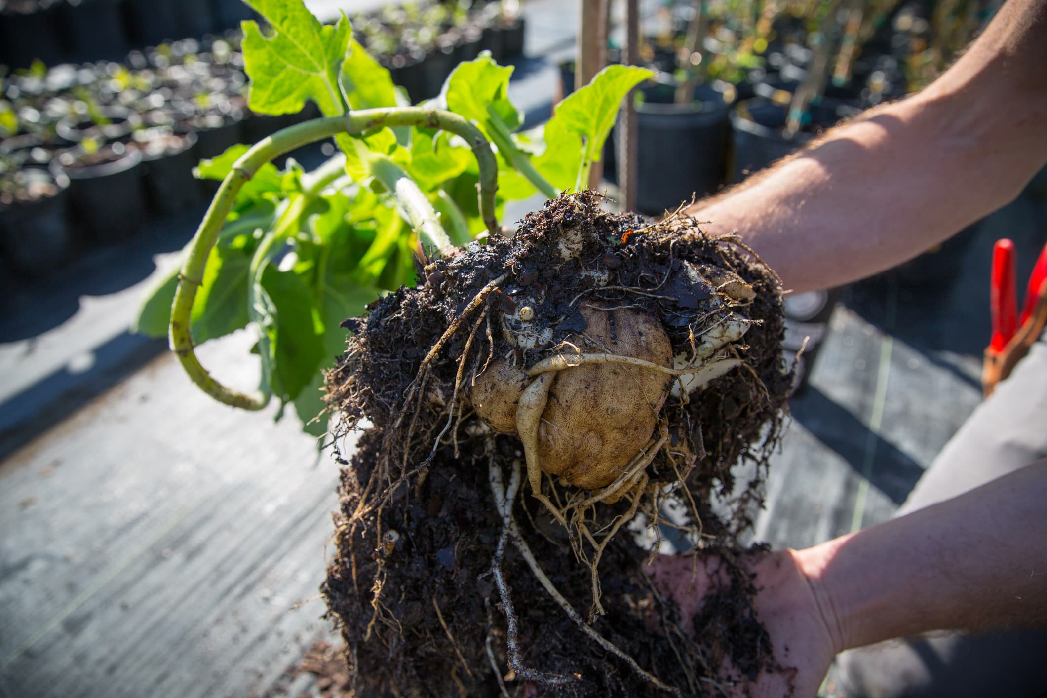 Yacon “Pear of the Earth” Plant