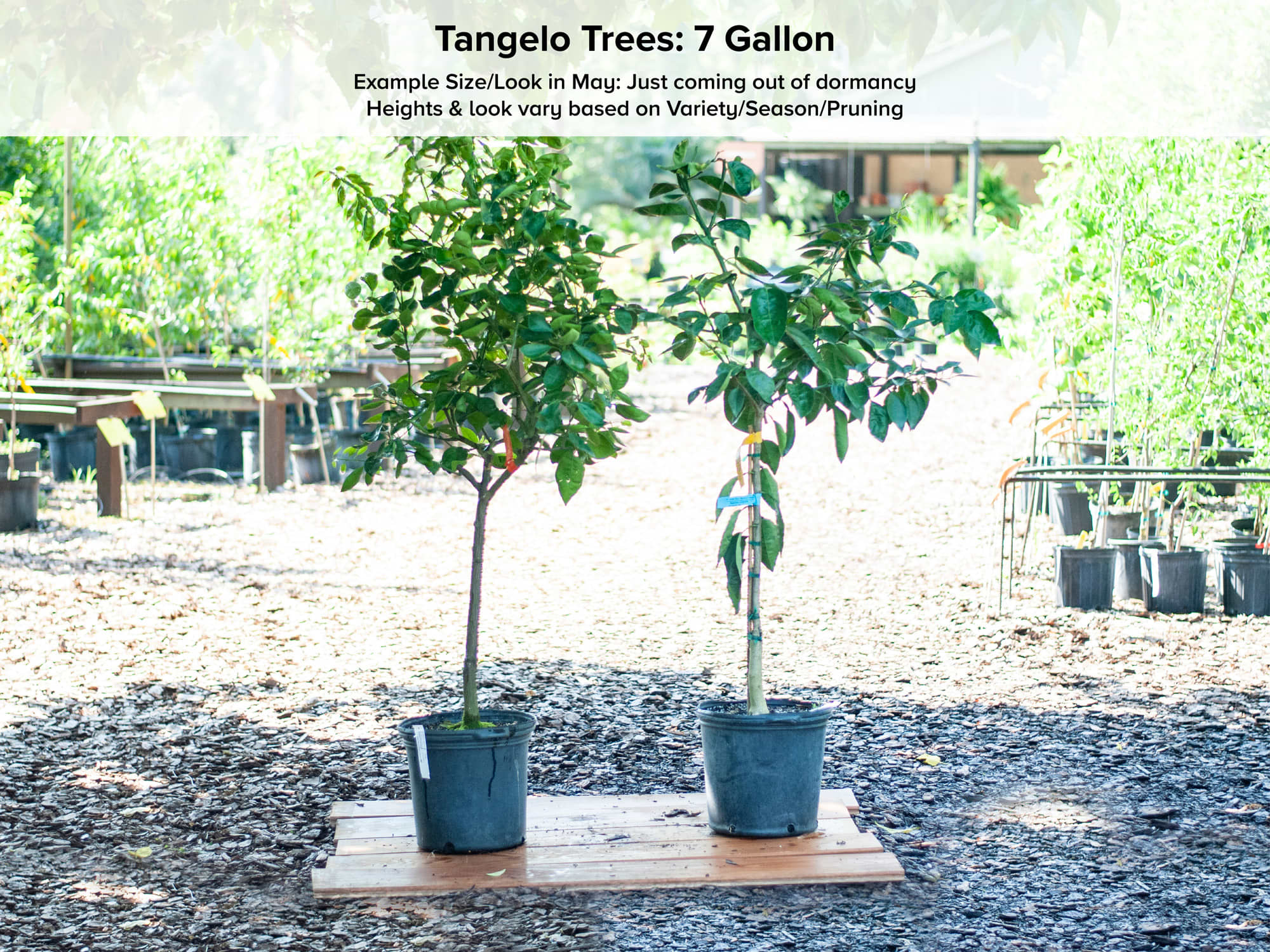 Orlando Tangelo Tree • Just Fruits and Exotics