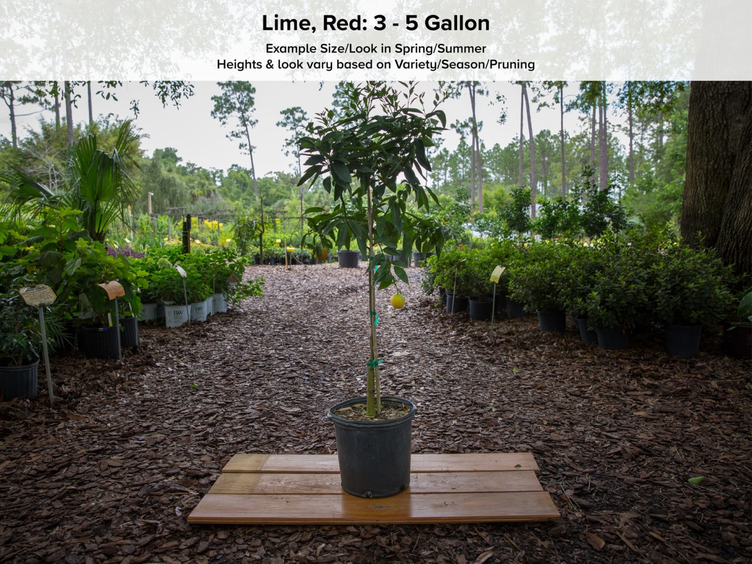 Red Lime Tree — Just Fruits and Exotics